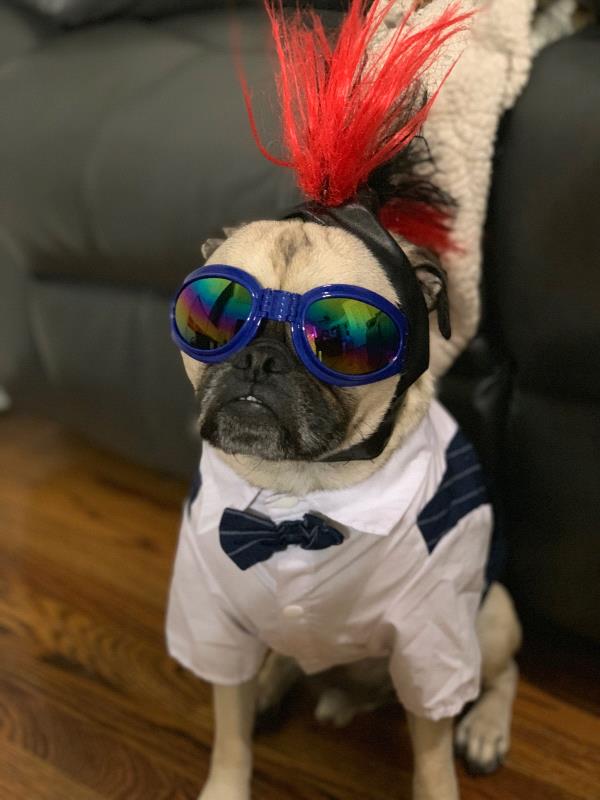 /images/uploads/pug nation rescue of los angeles/pugnation2021/entries/15144thumb.jpg